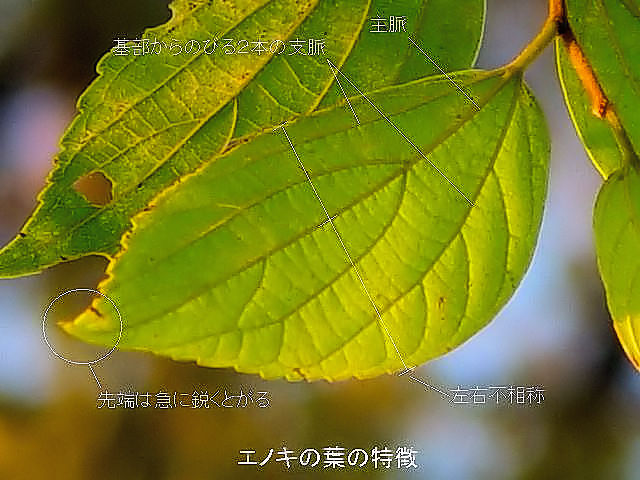エノキの葉の特徴