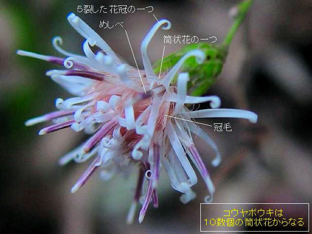 コウヤボウキの花の構造